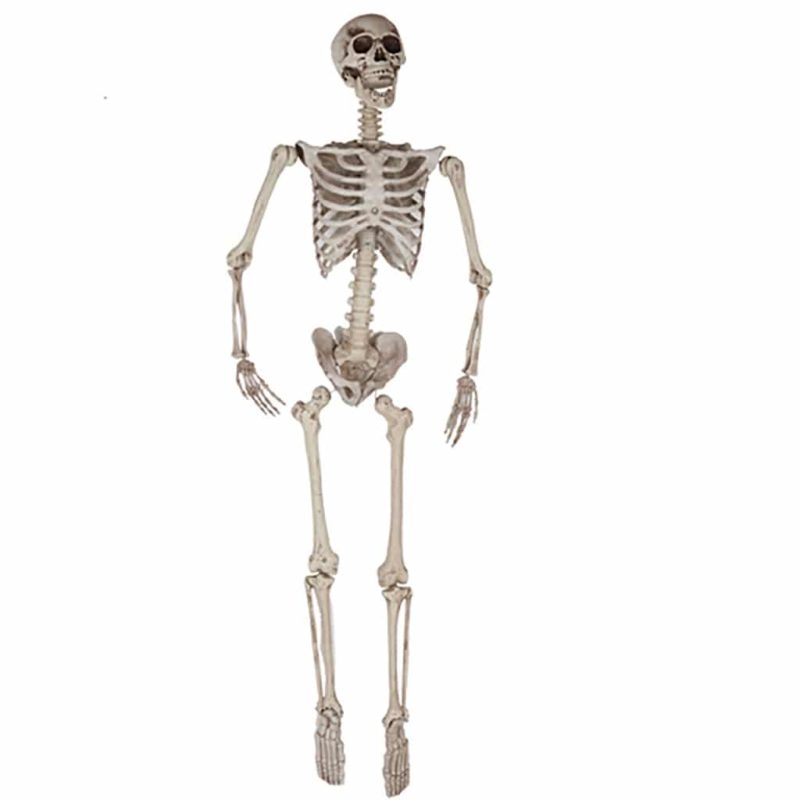 Esqueleto 165cm.
